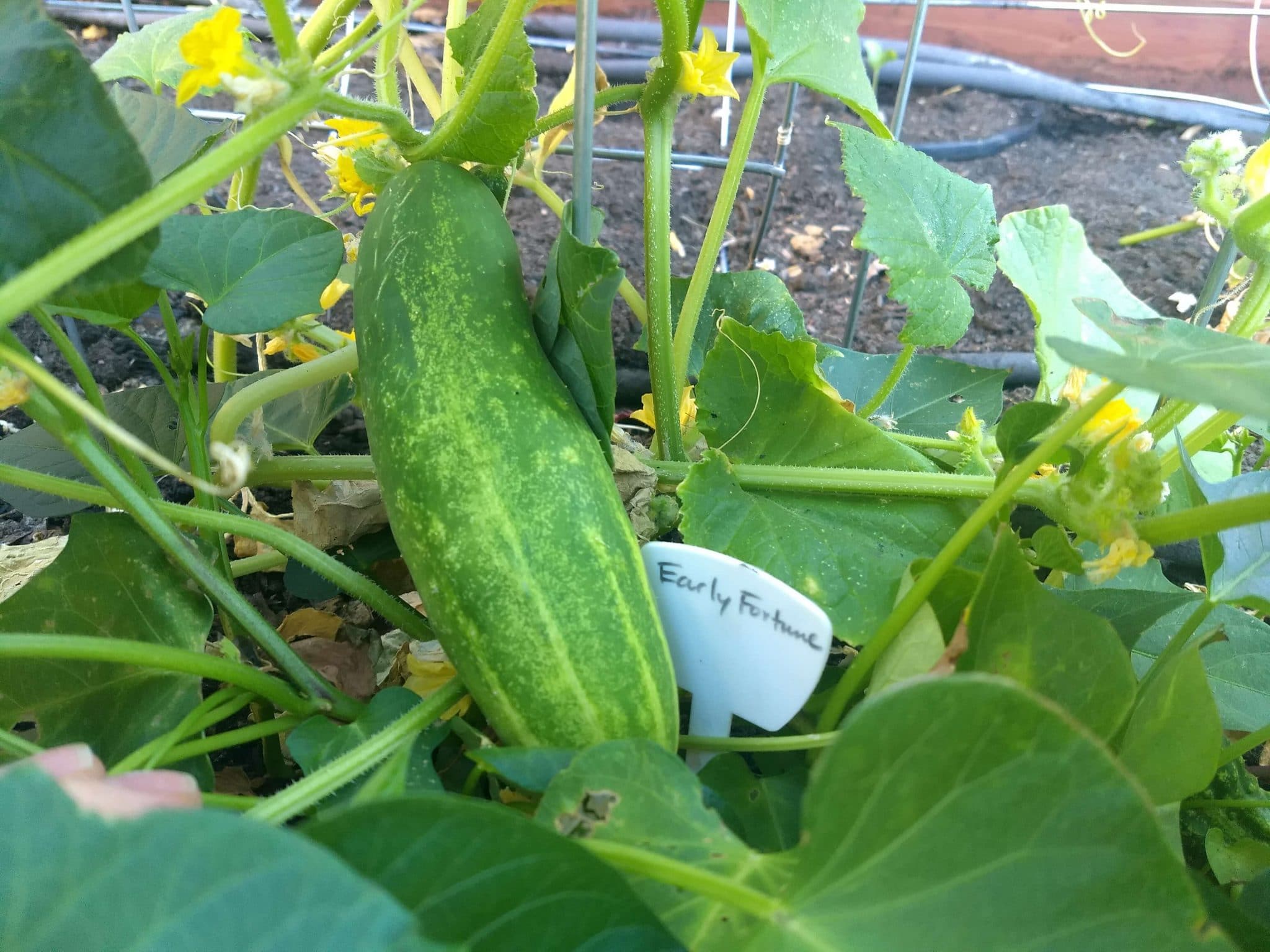 Early Fortune Cucumbers